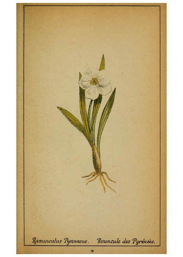 Reproducción/Reproduction 6031652895: Choix de plantes de l'Europe centrale et particulièrement de la Suisse et de la Savoie Genève,F. Richard,1878