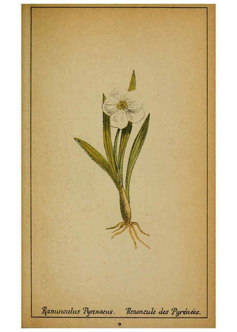 Reproducción/Reproduction 6031652895: Choix de plantes de l'Europe centrale et particulièrement de la Suisse et de la Savoie Genève,F. Richard,1878