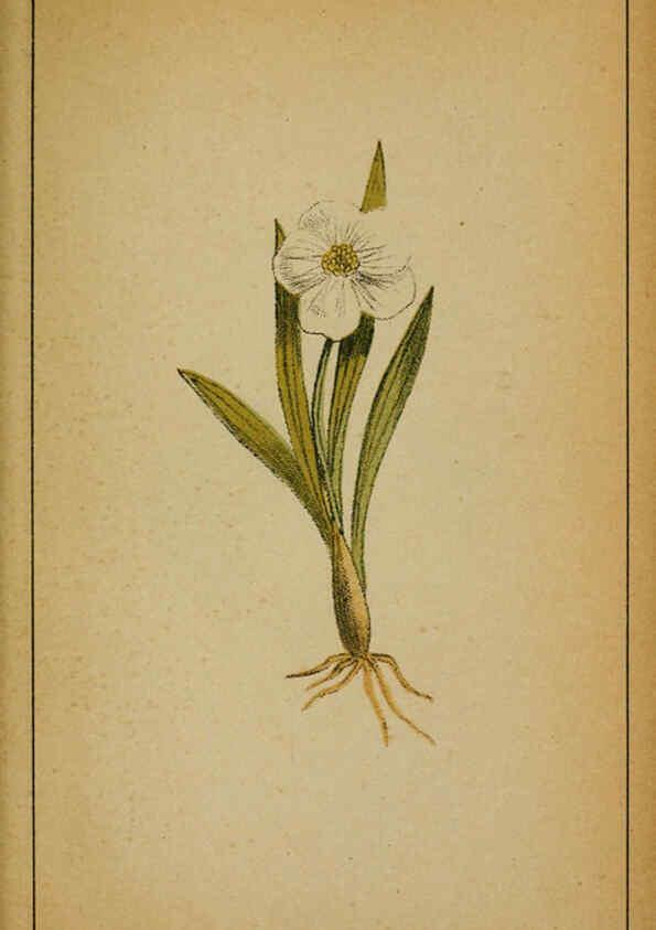 Reproducción/Reproduction 6031652895: Choix de plantes de l'Europe centrale et particulièrement de la Suisse et de la Savoie Genève,F. Richard,1878