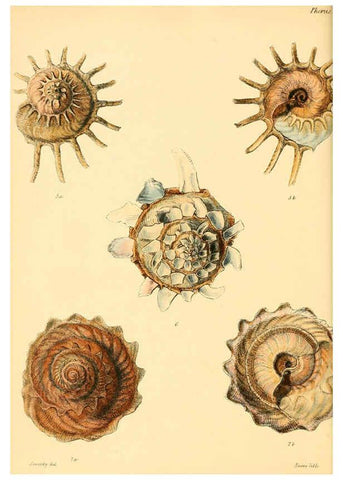 Reproducción/Reproduction 6030104010: Conchologia iconica, or, Illustrations of the shells of molluscous animals. v.1 London :Reeve, Brothers,1843-1878