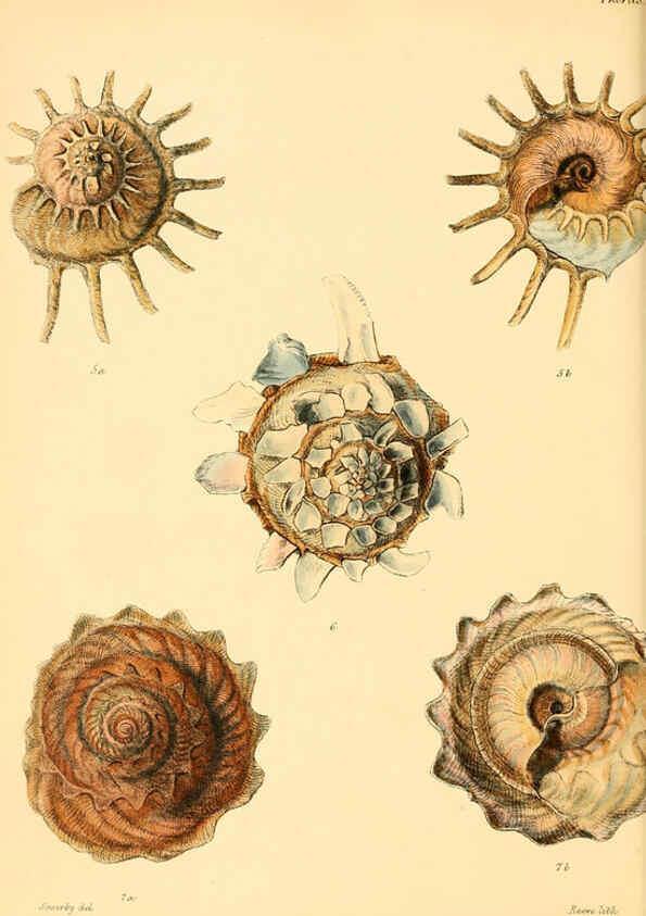 Reproducción/Reproduction 6030104010: Conchologia iconica, or, Illustrations of the shells of molluscous animals. v.1 London :Reeve, Brothers,1843-1878