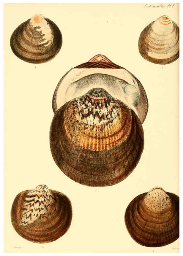 Reproducción/Reproduction 6030104958: Conchologia iconica, or, Illustrations of the shells of molluscous animals. v.1 London :Reeve, Brothers,1843-1878