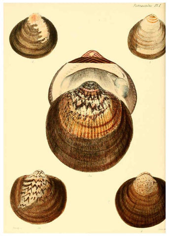 Reproducción/Reproduction 6030104958: Conchologia iconica, or, Illustrations of the shells of molluscous animals. v.1 London :Reeve, Brothers,1843-1878