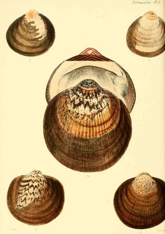 Reproducción/Reproduction 6030104958: Conchologia iconica, or, Illustrations of the shells of molluscous animals. v.1 London :Reeve, Brothers,1843-1878