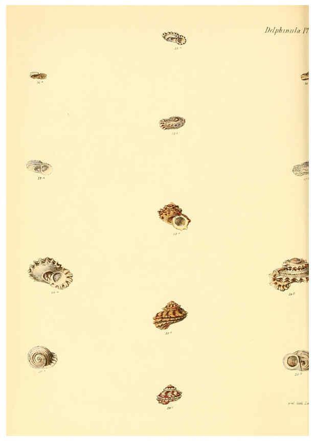 Reproducción/Reproduction 6030112418: Conchologia iconica, or, Illustrations of the shells of molluscous animals. v.1 London :Reeve, Brothers,1843-1878