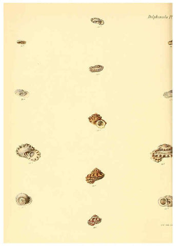 Reproducción/Reproduction 6030112418: Conchologia iconica, or, Illustrations of the shells of molluscous animals. v.1 London :Reeve, Brothers,1843-1878
