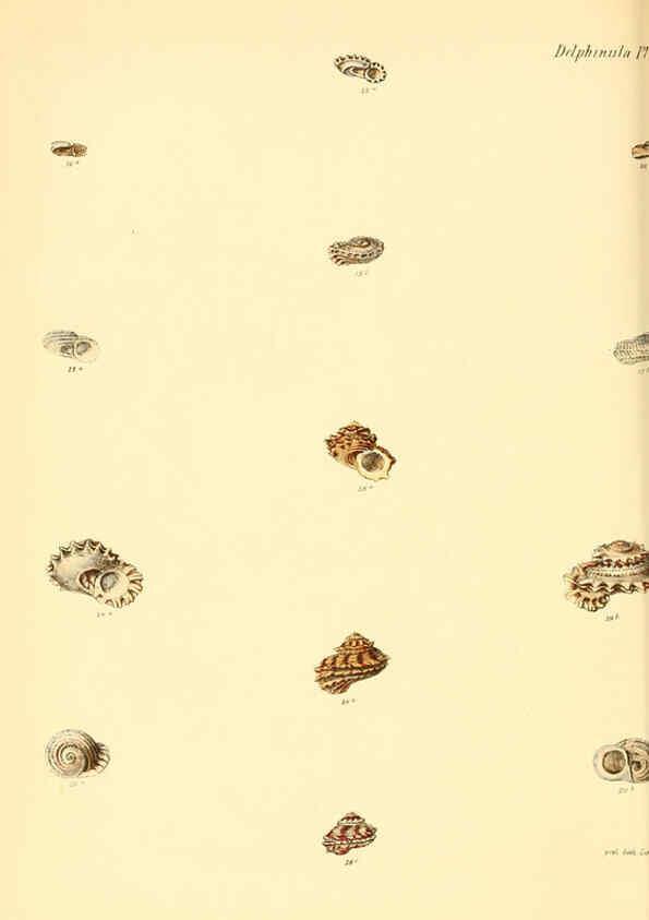 Reproducción/Reproduction 6030112418: Conchologia iconica, or, Illustrations of the shells of molluscous animals. v.1 London :Reeve, Brothers,1843-1878