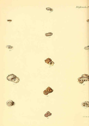 Reproducción/Reproduction 6030112418: Conchologia iconica, or, Illustrations of the shells of molluscous animals. v.1 London :Reeve, Brothers,1843-1878
