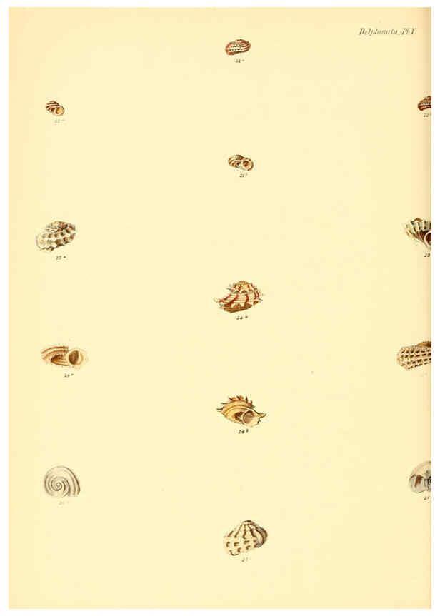 Reproducción/Reproduction 6029558415: Conchologia iconica, or, Illustrations of the shells of molluscous animals. v.1 London :Reeve, Brothers,1843-1878