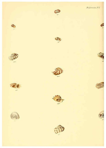 Reproducción/Reproduction 6029558415: Conchologia iconica, or, Illustrations of the shells of molluscous animals. v.1 London :Reeve, Brothers,1843-1878