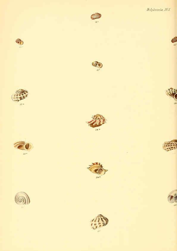 Reproducción/Reproduction 6029558415: Conchologia iconica, or, Illustrations of the shells of molluscous animals. v.1 London :Reeve, Brothers,1843-1878