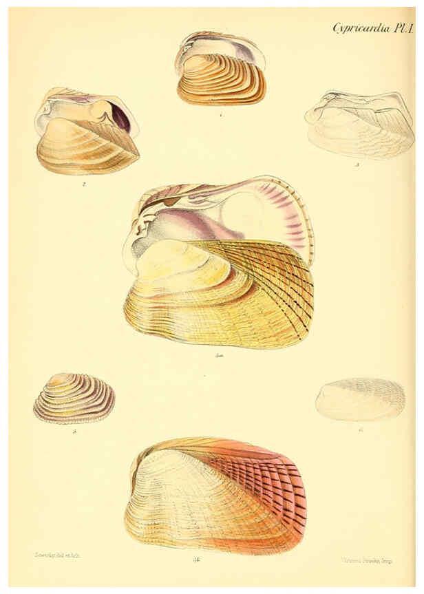 Reproducción/Reproduction 6030112914: Conchologia iconica, or, Illustrations of the shells of molluscous animals. v.1 London :Reeve, Brothers,1843-1878