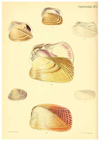 Reproducción/Reproduction 6030112914: Conchologia iconica, or, Illustrations of the shells of molluscous animals. v.1 London :Reeve, Brothers,1843-1878