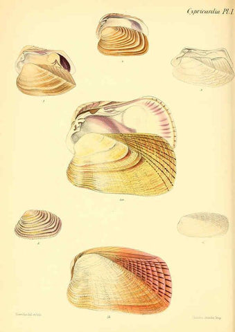 Reproducción/Reproduction 6030112914: Conchologia iconica, or, Illustrations of the shells of molluscous animals. v.1 London :Reeve, Brothers,1843-1878