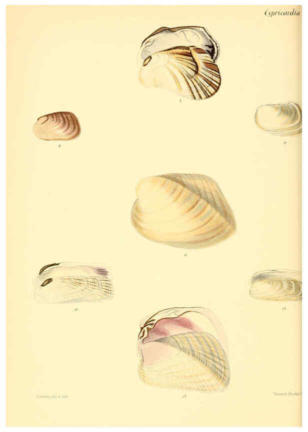 Reproducción/Reproduction 6029558989: Conchologia iconica, or, Illustrations of the shells of molluscous animals. v.1 London :Reeve, Brothers,1843-1878