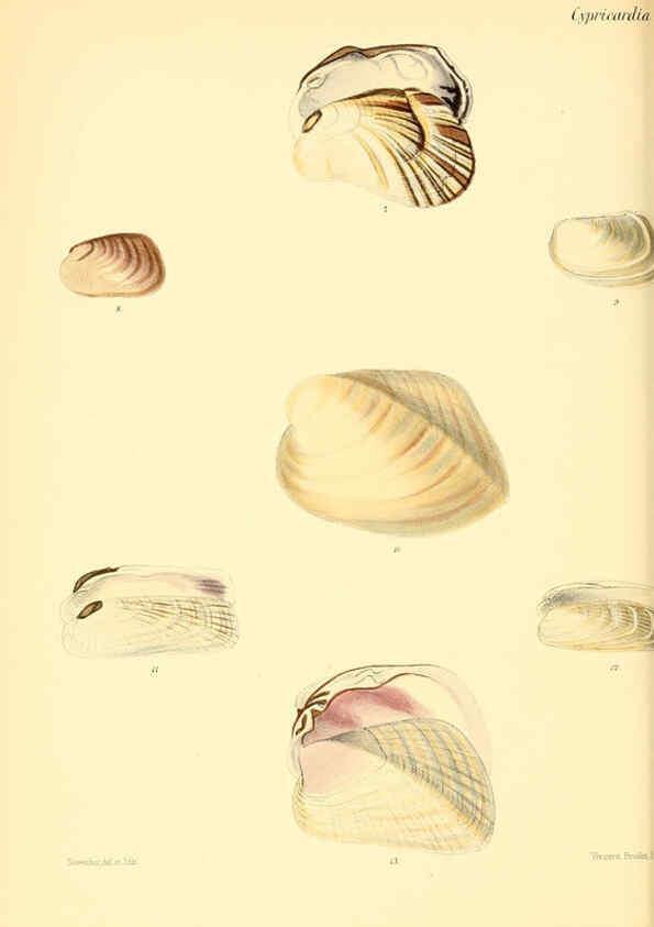 Reproducción/Reproduction 6029558989: Conchologia iconica, or, Illustrations of the shells of molluscous animals. v.1 London :Reeve, Brothers,1843-1878