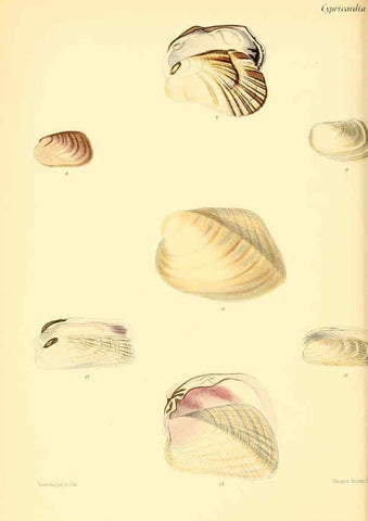Reproducción/Reproduction 6029558989: Conchologia iconica, or, Illustrations of the shells of molluscous animals. v.1 London :Reeve, Brothers,1843-1878