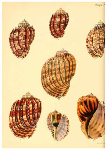 Reproducción/Reproduction 6030113862: Conchologia iconica, or, Illustrations of the shells of molluscous animals. v.1 London :Reeve, Brothers,1843-1878
