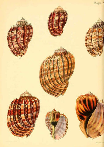 Reproducción/Reproduction 6030113862: Conchologia iconica, or, Illustrations of the shells of molluscous animals. v.1 London :Reeve, Brothers,1843-1878