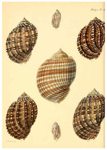 Reproducción/Reproduction 6029559931: Conchologia iconica, or, Illustrations of the shells of molluscous animals. v.1 London :Reeve, Brothers,1843-1878