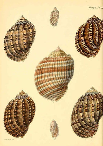 Reproducción/Reproduction 6029559931: Conchologia iconica, or, Illustrations of the shells of molluscous animals. v.1 London :Reeve, Brothers,1843-1878