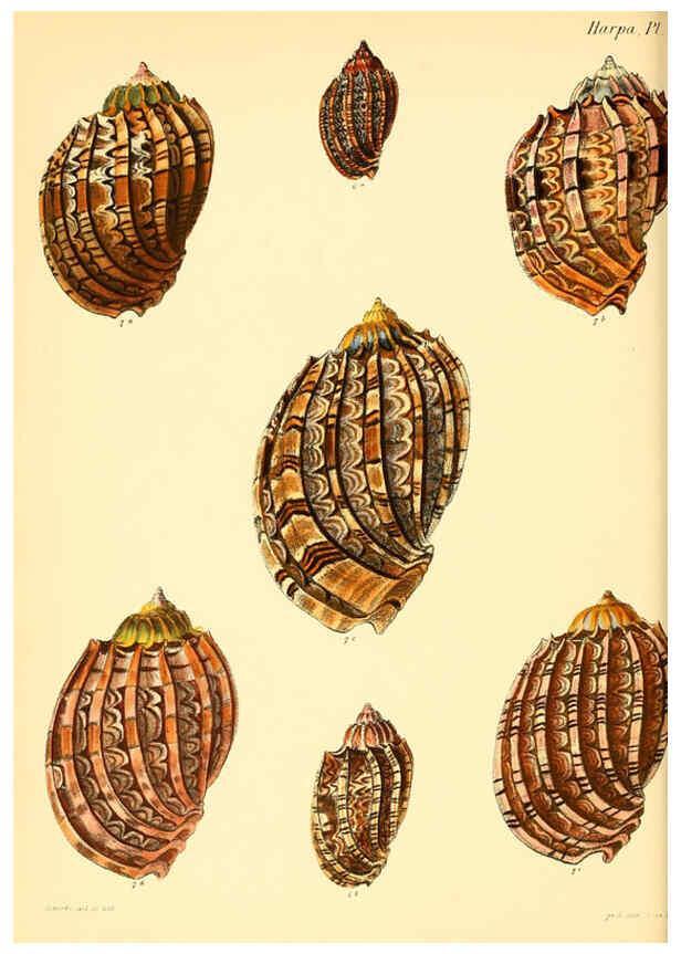Reproducción/Reproduction 6030114452: Conchologia iconica, or, Illustrations of the shells of molluscous animals. v.1 London :Reeve, Brothers,1843-1878