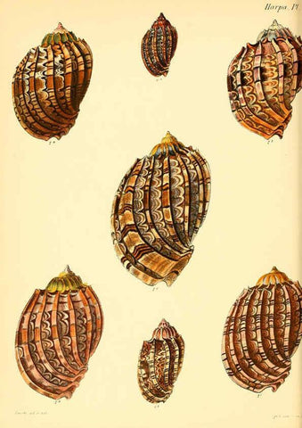 Reproducción/Reproduction 6030114452: Conchologia iconica, or, Illustrations of the shells of molluscous animals. v.1 London :Reeve, Brothers,1843-1878
