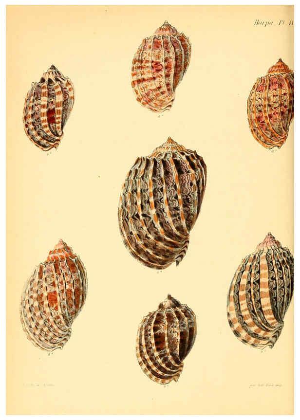Reproducción/Reproduction 6029560835: Conchologia iconica, or, Illustrations of the shells of molluscous animals. v.1 London :Reeve, Brothers,1843-1878