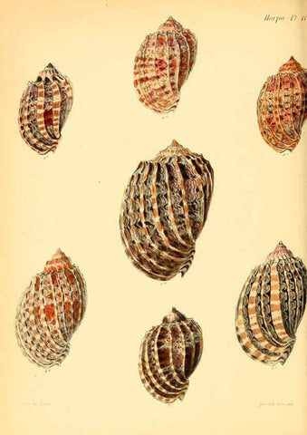 Reproducción/Reproduction 6029560835: Conchologia iconica, or, Illustrations of the shells of molluscous animals. v.1 London :Reeve, Brothers,1843-1878