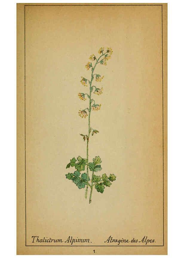 Reproducción/Reproduction 6031651437: Choix de plantes de l'Europe centrale et particulièrement de la Suisse et de la Savoie Genève,F. Richard,1878