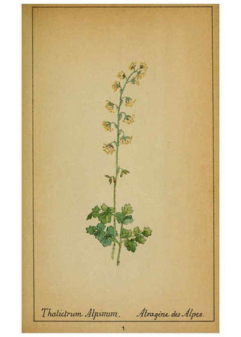 Reproducción/Reproduction 6031651437: Choix de plantes de l'Europe centrale et particulièrement de la Suisse et de la Savoie Genève,F. Richard,1878