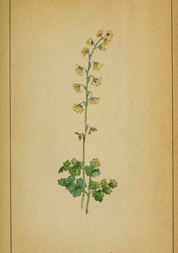 Reproducción/Reproduction 6031651437: Choix de plantes de l'Europe centrale et particulièrement de la Suisse et de la Savoie Genève,F. Richard,1878