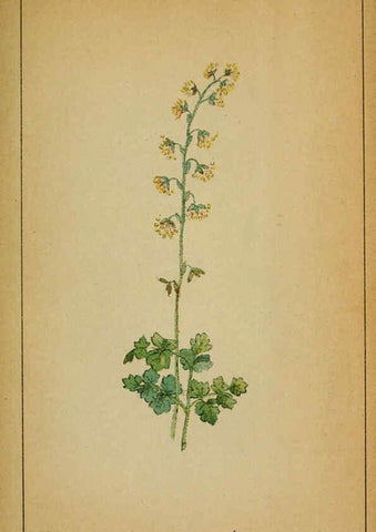 Reproducción/Reproduction 6031651437: Choix de plantes de l'Europe centrale et particulièrement de la Suisse et de la Savoie Genève,F. Richard,1878