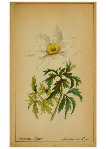 Reproducción/Reproduction 6032209852: Choix de plantes de l'Europe centrale et particulièrement de la Suisse et de la Savoie Genève,F. Richard,1878