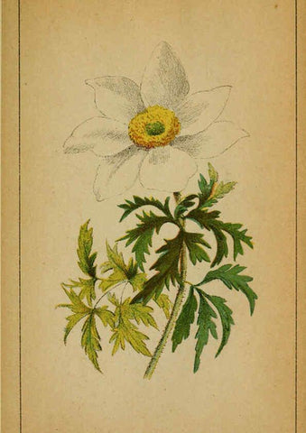 Reproducción/Reproduction 6032209852: Choix de plantes de l'Europe centrale et particulièrement de la Suisse et de la Savoie Genève,F. Richard,1878