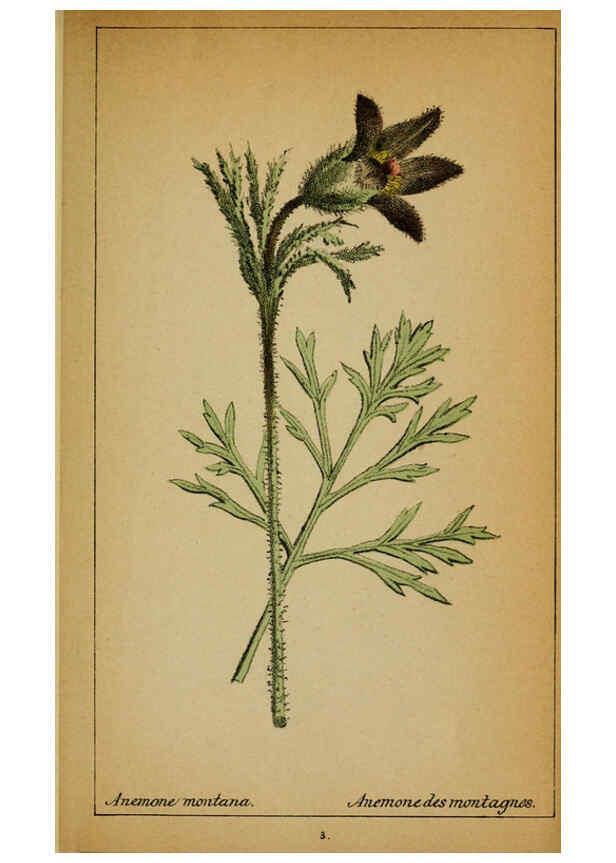 Reproducción/Reproduction 6031651847: Choix de plantes de l'Europe centrale et particulièrement de la Suisse et de la Savoie Genève,F. Richard,1878