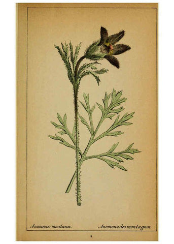 Reproducción/Reproduction 6031651847: Choix de plantes de l'Europe centrale et particulièrement de la Suisse et de la Savoie Genève,F. Richard,1878
