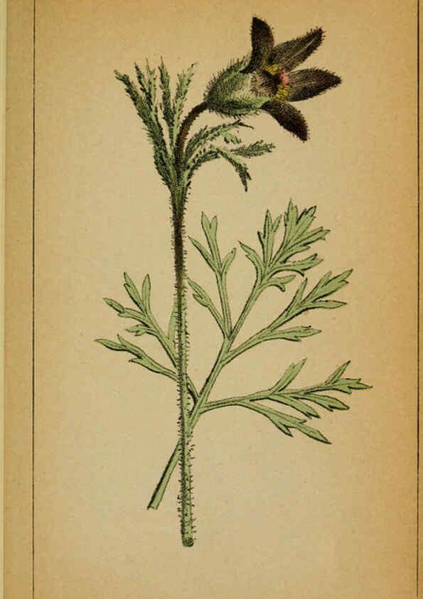Reproducción/Reproduction 6031651847: Choix de plantes de l'Europe centrale et particulièrement de la Suisse et de la Savoie Genève,F. Richard,1878