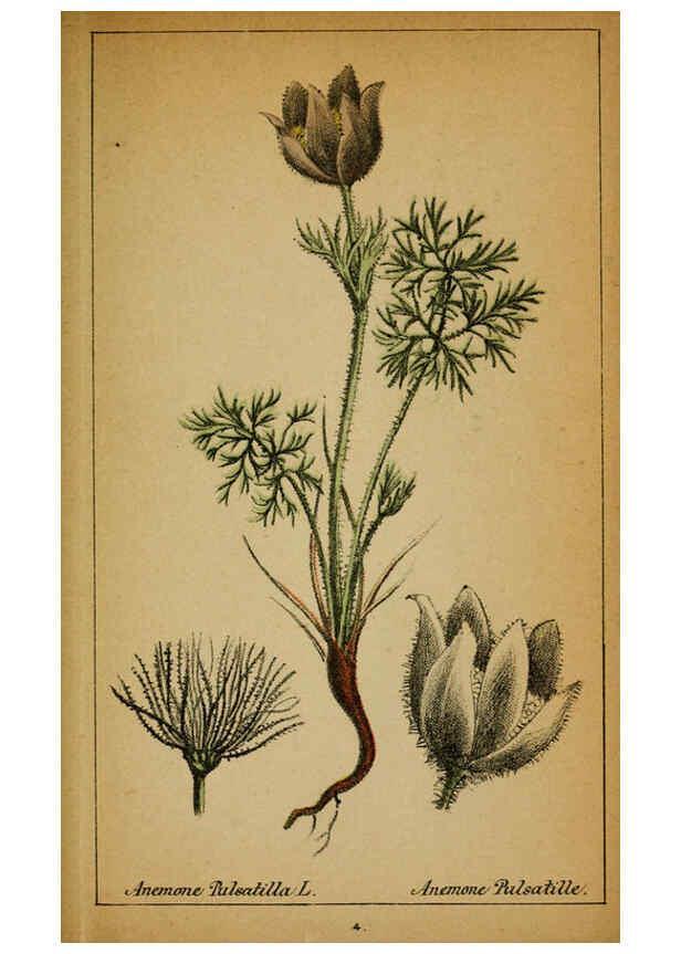 Reproducción/Reproduction 6032210160: Choix de plantes de l'Europe centrale et particulièrement de la Suisse et de la Savoie Genève,F. Richard,1878