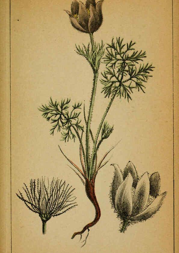 Reproducción/Reproduction 6032210160: Choix de plantes de l'Europe centrale et particulièrement de la Suisse et de la Savoie Genève,F. Richard,1878