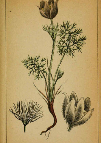 Reproducción/Reproduction 6032210160: Choix de plantes de l'Europe centrale et particulièrement de la Suisse et de la Savoie Genève,F. Richard,1878
