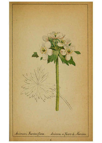 Reproducción/Reproduction 6031652219: Choix de plantes de l'Europe centrale et particulièrement de la Suisse et de la Savoie Genève,F. Richard,1878