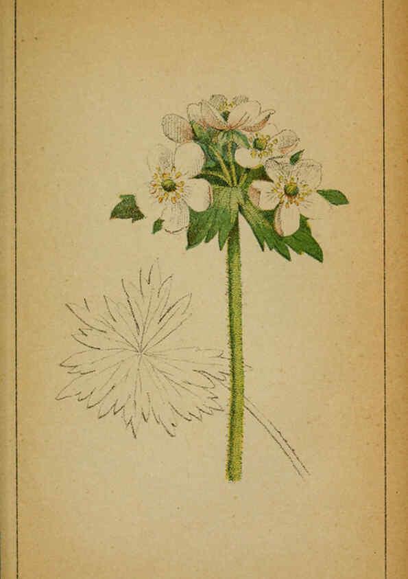 Reproducción/Reproduction 6031652219: Choix de plantes de l'Europe centrale et particulièrement de la Suisse et de la Savoie Genève,F. Richard,1878