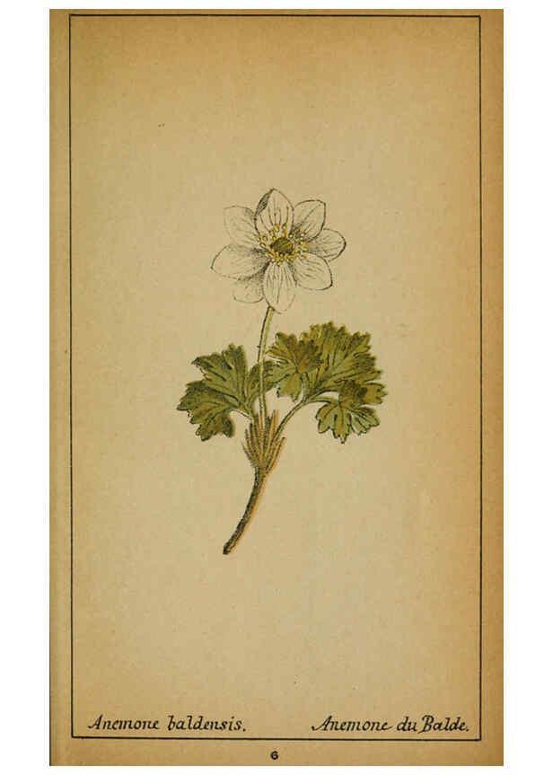 Reproducción/Reproduction 6032210602: Choix de plantes de l'Europe centrale et particulièrement de la Suisse et de la Savoie Genève,F. Richard,1878