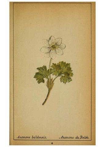 Reproducción/Reproduction 6032210602: Choix de plantes de l'Europe centrale et particulièrement de la Suisse et de la Savoie Genève,F. Richard,1878
