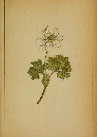Reproducción/Reproduction 6032210602: Choix de plantes de l'Europe centrale et particulièrement de la Suisse et de la Savoie Genève,F. Richard,1878