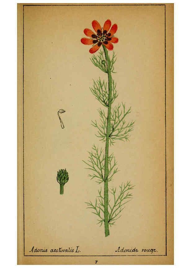 Reproducción/Reproduction 6032210766: Choix de plantes de l'Europe centrale et particulièrement de la Suisse et de la Savoie Genève,F. Richard,1878