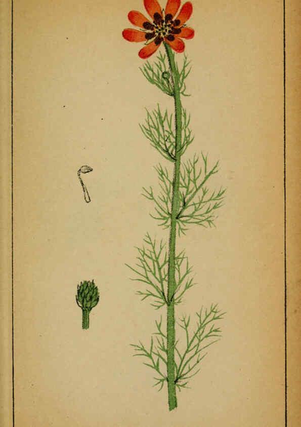 Reproducción/Reproduction 6032210766: Choix de plantes de l'Europe centrale et particulièrement de la Suisse et de la Savoie Genève,F. Richard,1878