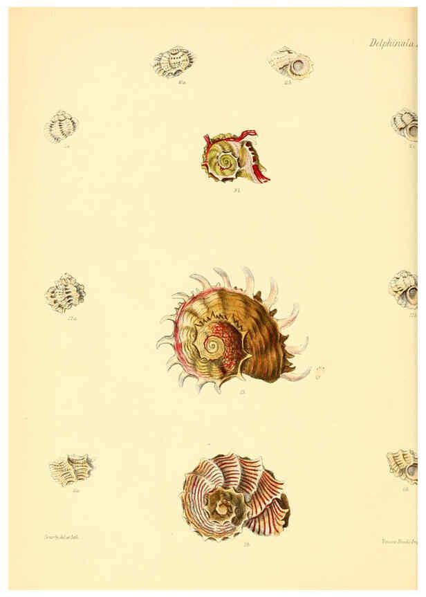 Reproducción/Reproduction 6029557829: Conchologia iconica, or, Illustrations of the shells of molluscous animals. v.1 London :Reeve, Brothers,1843-1878