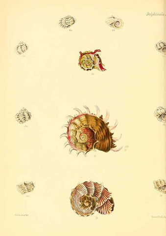 Reproducción/Reproduction 6029557829: Conchologia iconica, or, Illustrations of the shells of molluscous animals. v.1 London :Reeve, Brothers,1843-1878